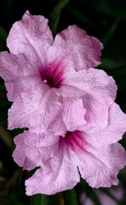 Katie Pink Dwarf Mexican Petunia (Ruellia) - 5 Pack Quart Pots -FRUIT TREES & PLANTS Sales ruellia katie pink dwarf mexican petunia 8