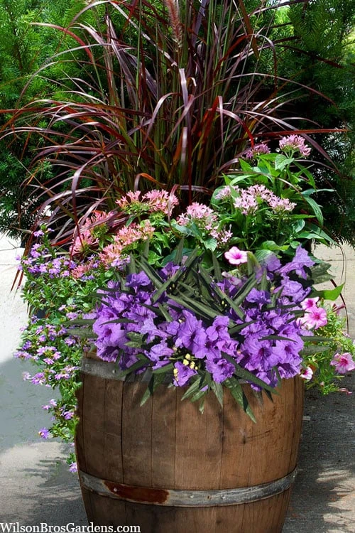 Katie Purple Dwarf Mexican Petunia (Ruellia) - 10 Pack Of Quart Pots 7 Katie Purple Dwarf Mexican Petunia (Ruellia) - 10 Pack Of Quart Pots - Image 5