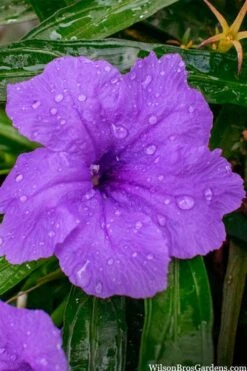 Katie Purple Dwarf Mexican Petunia (Ruellia) - 5 Pack Quart Pots -FRUIT TREES & PLANTS Sales ruellia katie purple dwarf mexican petunia 12 1