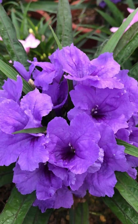 Katie Purple Dwarf Mexican Petunia (Ruellia) - 10 Pack Of Quart Pots 12 Katie Purple Dwarf Mexican Petunia (Ruellia) - 10 Pack Of Quart Pots - Image 10