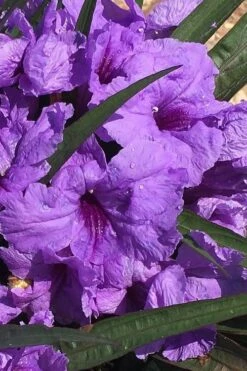 Katie Purple Dwarf Mexican Petunia (Ruellia) - 10 Pack Of Quart Pots 20 Katie Purple Dwarf Mexican Petunia (Ruellia) - 10 Pack Of Quart Pots -FRUIT TREES & PLANTS Sales ruellia katie purple dwarf mexican petunia 6