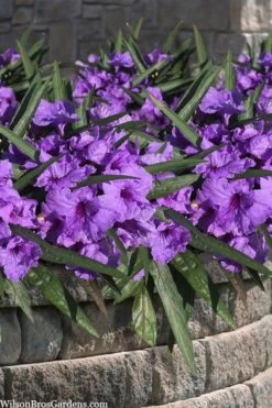 Katie Purple Dwarf Mexican Petunia (Ruellia) - 10 Pack Of Quart Pots 18 Katie Purple Dwarf Mexican Petunia (Ruellia) - 10 Pack Of Quart Pots -FRUIT TREES & PLANTS Sales ruellia katie purple dwarf mexican petunia 8
