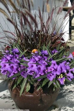 Katie Purple Dwarf Mexican Petunia (Ruellia) - 5 Pack Quart Pots -FRUIT TREES & PLANTS Sales ruellia katie purple dwarf mexican petunia 9 1