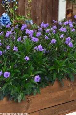 Mayan Compact Purple Mexican Petunia (Ruellia) - 5 Pack Quart Pots -FRUIT TREES & PLANTS Sales ruellia simplex mayan compact purple mexican petunia 4