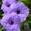 Mayan Compact Purple Mexican Petunia (Ruellia) - 5 Pack Quart Pots 2 Mayan Compact Purple Mexican Petunia (Ruellia) - 5 Pack Quart Pots -FRUIT TREES & PLANTS Sales ruellia simplex nayan compact purple mexican petunia 1