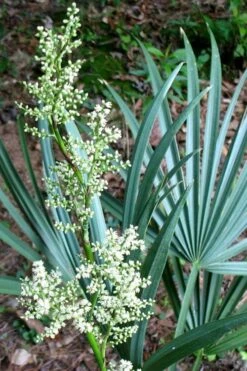 Blue Stem Dwarf Palmetto Palm (Sabal Minor) - 3 Gallon Pot -FRUIT TREES & PLANTS Sales sabal minor dwarf blue stem palmetto palm 1