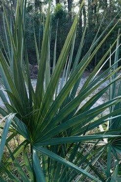 Blue Stem Dwarf Palmetto Palm (Sabal Minor) - 3 Gallon Pot -FRUIT TREES & PLANTS Sales sabal minor dwarf blue stem palmetto palm 3