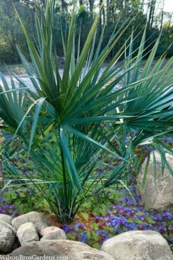 Blue Stem Dwarf Palmetto Palm (Sabal Minor) - 3 Gallon Pot -FRUIT TREES & PLANTS Sales sabal minor dwarf blue stem palmetto palm 5