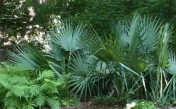 Blue Stem Dwarf Palmetto Palm (Sabal Minor) - 3 Gallon Pot -FRUIT TREES & PLANTS Sales sabal minor dwarf blue stem palmetto palm 6