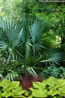 Blue Stem Dwarf Palmetto Palm (Sabal Minor) - 3 Gallon Pot -FRUIT TREES & PLANTS Sales sabal minor dwarf blue stem palmetto palm 8