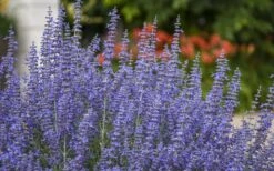 Denim N' Lace Russian Sage (Perovskia) - 1 Gallon Pot -FRUIT TREES & PLANTS Sales sage russian denim n lace 800x500 1