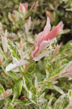 Flamingo Dappled Willow (Shrub Form) - 2 Gallon Pot 15 Flamingo Dappled Willow (Shrub Form) - 2 Gallon Pot -FRUIT TREES & PLANTS Sales salix integra flamingo dappled willow bush 3