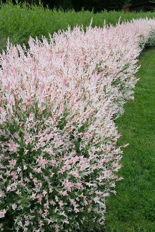 Flamingo Dappled Willow (Shrub Form) - 2 Gallon Pot 6 Flamingo Dappled Willow (Shrub Form) - 2 Gallon Pot - Image 4
