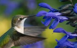 Black And Blue Salvia (Blue Anise Sage) - Salvia Guaranitica -1 Gallon Pot -FRUIT TREES & PLANTS Sales salvia guaranitica black and blue blue anise sage 22