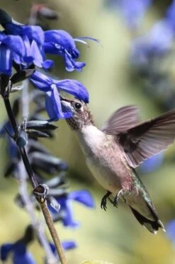 Black And Blue Salvia (Blue Anise Sage) - Salvia Guaranitica - 7.5" Pot -FRUIT TREES & PLANTS Sales salvia guaranitica black and blue blue anise sage 23 1