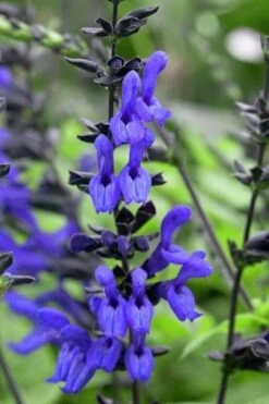 Black And Blue Salvia (Blue Anise Sage) - Salvia Guaranitica -1 Gallon Pot -FRUIT TREES & PLANTS Sales salvia guaranitica black and blue blue anise sage 24