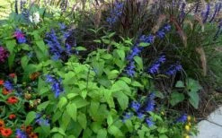 Black And Blue Salvia (Blue Anise Sage) - Salvia Guaranitica -1 Gallon Pot -FRUIT TREES & PLANTS Sales salvia guaranitica black and blue blue anise sage 26