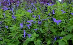 Black And Blue Salvia (Blue Anise Sage) - Salvia Guaranitica - 7.5" Pot -FRUIT TREES & PLANTS Sales salvia guaranitica black and blue blue anise sage 27 1
