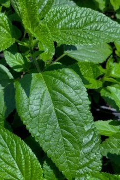 Black And Blue Salvia (Blue Anise Sage) - Salvia Guaranitica - 7.5" Pot -FRUIT TREES & PLANTS Sales salvia guaranitica black and blue blue anise sage 28 1
