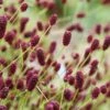 Great Burnet (Sanguisorba Officinalis) - 1 Gallon Pot -FRUIT TREES & PLANTS Sales sanguisorba officinalis great burnet 3