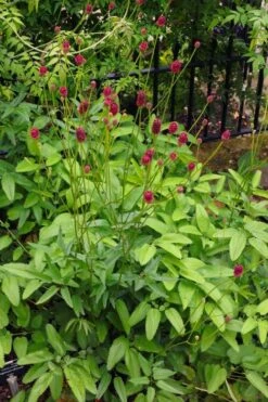 Great Burnet (Sanguisorba Officinalis) - 1 Gallon Pot -FRUIT TREES & PLANTS Sales sanguisorba officinalis great burnet 4