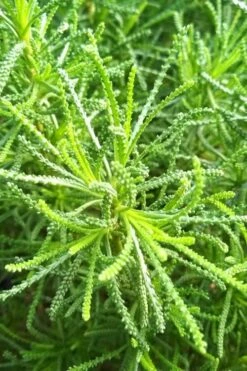 Green Santolina (Lavender Cotton) - 5 Pack Of Quart Pots -FRUIT TREES & PLANTS Sales santolina virens green lavender cotton 10