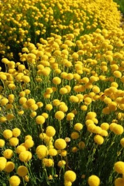 Green Santolina (Lavender Cotton) - 5 Pack Of Quart Pots -FRUIT TREES & PLANTS Sales santolina virens green lavender cotton 6