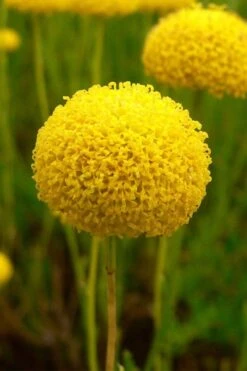 Green Santolina (Lavender Cotton) - 5 Pack Of Quart Pots -FRUIT TREES & PLANTS Sales santolina virens green lavender cotton 7