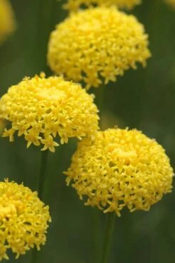 Green Santolina (Lavender Cotton) - 5 Pack Of Quart Pots -FRUIT TREES & PLANTS Sales santolina virens green lavender cotton 8