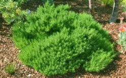 Green Santolina (Lavender Cotton) - 5 Pack Of Quart Pots -FRUIT TREES & PLANTS Sales santolina virens green lavender cotton 9