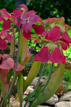Bug Bat Pitcher Plant (Sarracenia) - 2.5 Quart Pot -FRUIT TREES & PLANTS Sales sarracenia bug bat pitcher plant 1