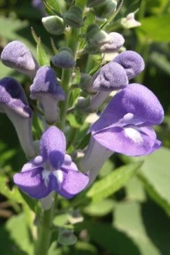 Downy Skullcap (Scutellaria Incana) - 1 Gallon Pot -FRUIT TREES & PLANTS Sales scuttelaria incana downy skullcap 1