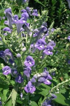 Downy Skullcap (Scutellaria Incana) - 1 Gallon Pot -FRUIT TREES & PLANTS Sales scuttelaria incana downy skullcap 4
