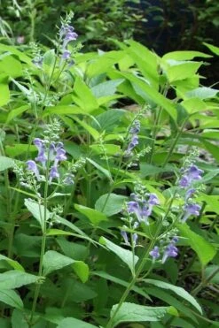 Downy Skullcap (Scutellaria Incana) - 1 Gallon Pot -FRUIT TREES & PLANTS Sales scuttelaria incana downy skullcap 5