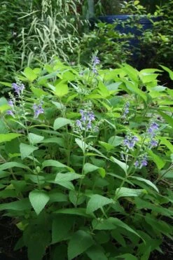 Downy Skullcap (Scutellaria Incana) - 1 Gallon Pot -FRUIT TREES & PLANTS Sales scuttelaria incana downy skullcap 6