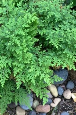 Arborvitae Fern (Selaginella Braunii) - 2.5 Quart Pot -FRUIT TREES & PLANTS Sales selaginella braunii arborvitae fern 2