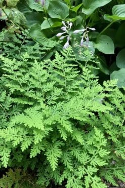 Arborvitae Fern (Selaginella Braunii) - 2.5 Quart Pot -FRUIT TREES & PLANTS Sales selaginella braunii arborvitae fern 3