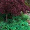 Arborvitae Fern (Selaginella Braunii) - 2.5 Quart Pot -FRUIT TREES & PLANTS Sales selaginella braunii arborvitae fern 6
