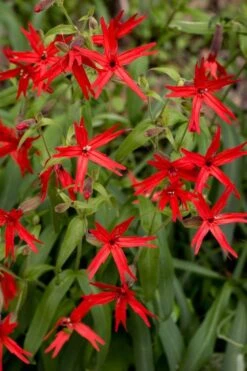 Scarlet Catchfly (Silene Virginica) - 1 Gallon Pot -FRUIT TREES & PLANTS Sales silene virginica fire pink scarlet catchfly 10
