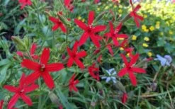 Scarlet Catchfly (Silene Virginica) - 1 Gallon Pot -FRUIT TREES & PLANTS Sales silene virginica fire pink scarlet catchfly 12