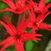 Scarlet Catchfly (Silene Virginica) - 1 Gallon Pot