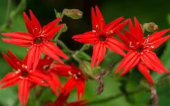 Scarlet Catchfly (Silene Virginica) - 1 Gallon Pot -FRUIT TREES & PLANTS Sales silene virginica fire pink scarlet catchfly 6