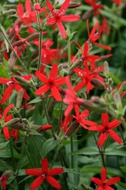 Scarlet Catchfly (Silene Virginica) - 1 Gallon Pot -FRUIT TREES & PLANTS Sales silene virginica fire pink scarlet catchfly 8