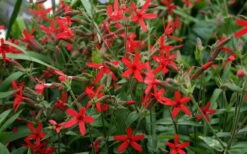 Scarlet Catchfly (Silene Virginica) - 1 Gallon Pot -FRUIT TREES & PLANTS Sales silene virginica fire pink scarlet catchfly 9