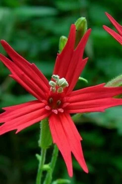 Scarlet Catchfly (Silene Virginica) - 1 Gallon Pot -FRUIT TREES & PLANTS Sales silene virginica fre pink scarlet catchfly 1