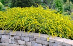 Fireworks Goldenrod (Solidago) - 1 Gallon Pot 14 Fireworks Goldenrod (Solidago) - 1 Gallon Pot -FRUIT TREES & PLANTS Sales solidago rugosum fireworks goldenrod 22