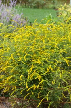 Fireworks Goldenrod (Solidago) - 1 Gallon Pot 15 Fireworks Goldenrod (Solidago) - 1 Gallon Pot -FRUIT TREES & PLANTS Sales solidago rugosum fireworks goldenrod 25