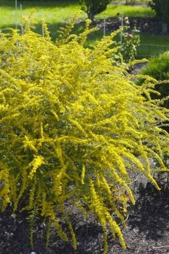 Fireworks Goldenrod (Solidago) - 1 Gallon Pot