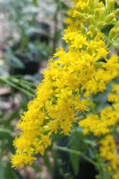 Solar Cascade Goldenrod (Solidago Shortii) - 1 Gallon Pot 13 Solar Cascade Goldenrod (Solidago Shortii) - 1 Gallon Pot -FRUIT TREES & PLANTS Sales solidago shortii solar cascade goldenrod 3