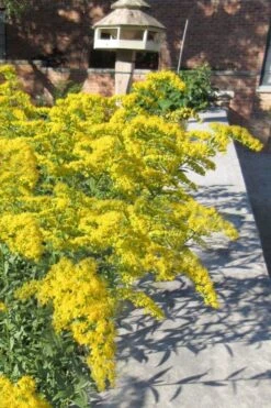 Solar Cascade Goldenrod (Solidago Shortii) - 1 Gallon Pot 11 Solar Cascade Goldenrod (Solidago Shortii) - 1 Gallon Pot -FRUIT TREES & PLANTS Sales solidago shortii solar cascade goldenrod 6